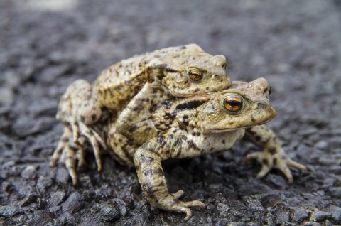 Kompensacja herpetologiczna - ropucha szara