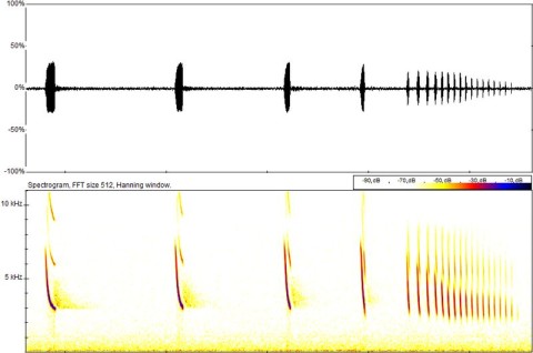 Monitoring przedrealizacyjny nietoperzy - analiza danych