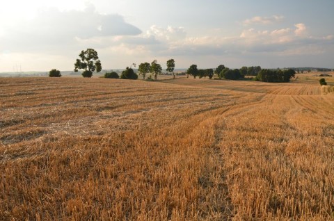 Elektrownia wiatrowa Wałcz - screening chiropterologiczny