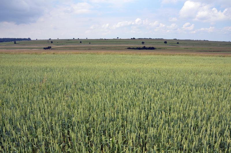 Farma wiatrowa Fajsławice