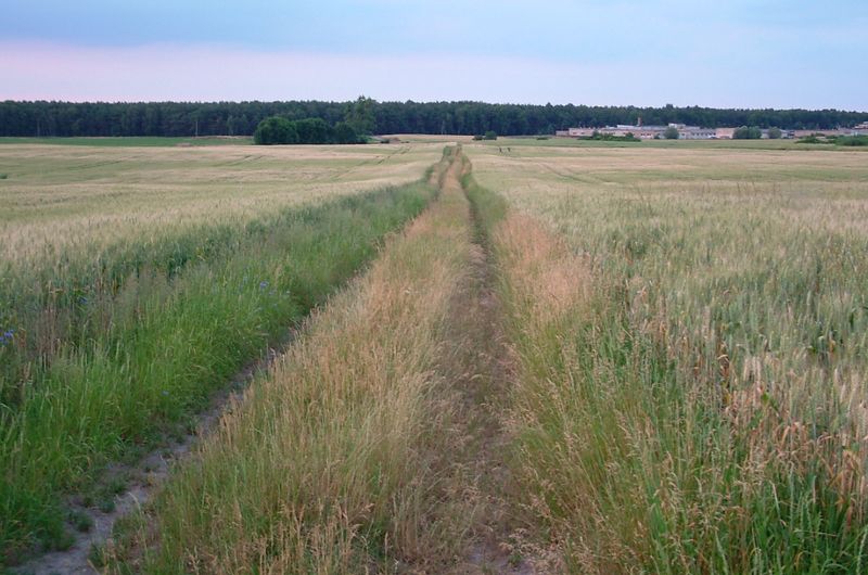 Farma wiatrowa Pniewy
