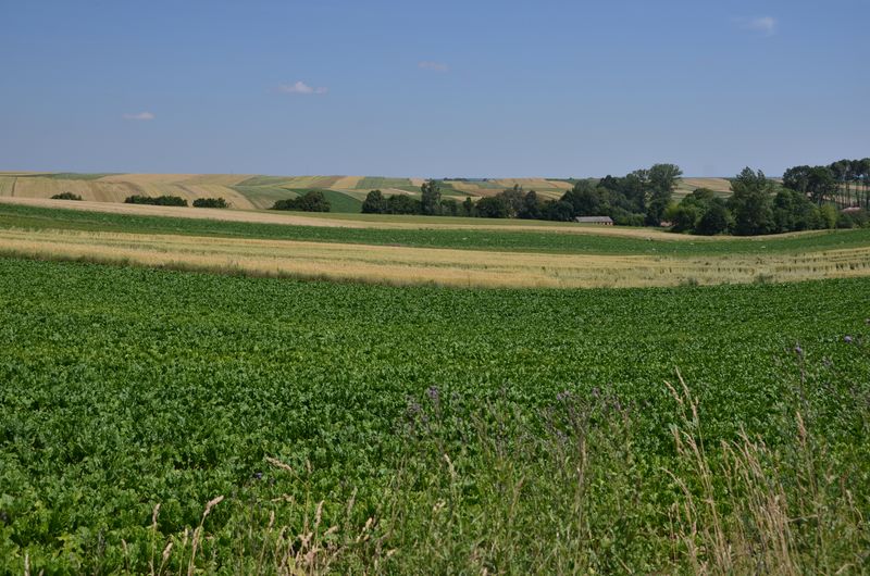 Farma wiatrowa Tyszowce