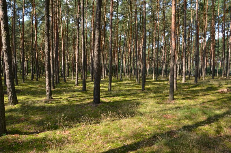 Park Krajobrazowy Puszcza Zielonka