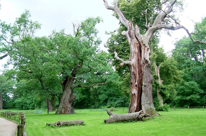 Rogaliński Park Krajobrazowy