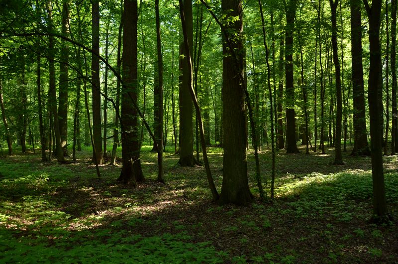 Żerkowsko-Czeszewski Park Krajobrazowy