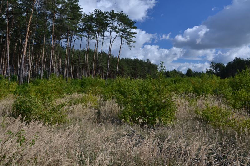 Zmiana sposobu użytkowania działki z leśnego na rolny w Nochowie