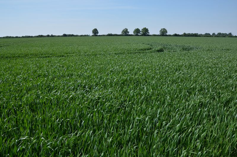 Farma wiatrowa w powiecie jarocińskim