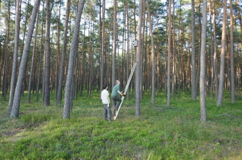 Obszar Natura 2000 „Kiszewo” - monitoring nietoperzy
