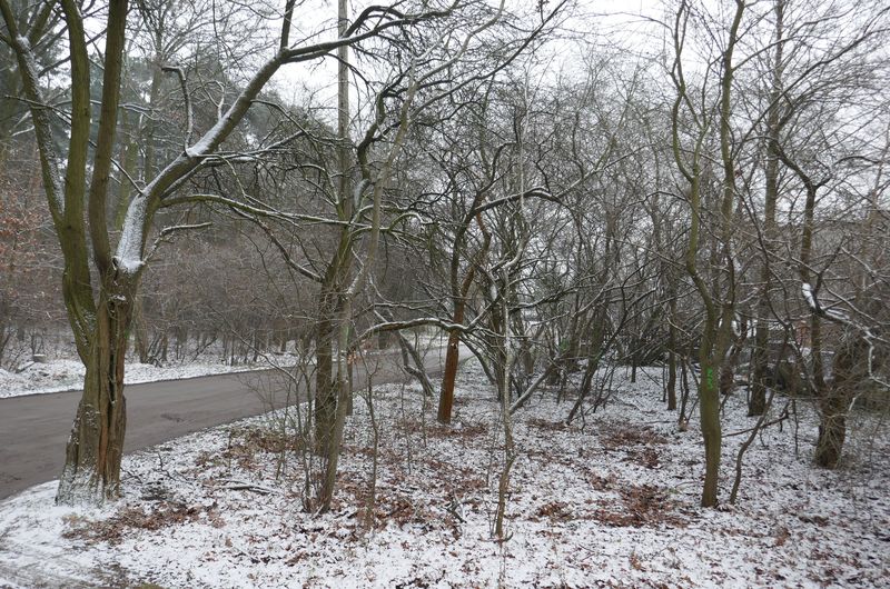Ulica Jeżynowa w Czerwonaku