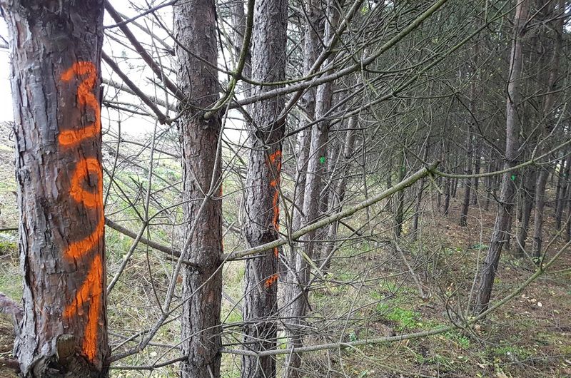 Zintegrowany węzeł przesiadkowy w Pobiedziskach-Letnisku
