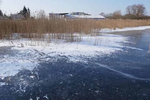 Miejscowy plan zagospodarowania przestrzennego „Tereny rekreacyjne – plaża miejska i okolice ulicy Kosynierów w Swarzędzu” - inwentaryzacja przyrodnicza