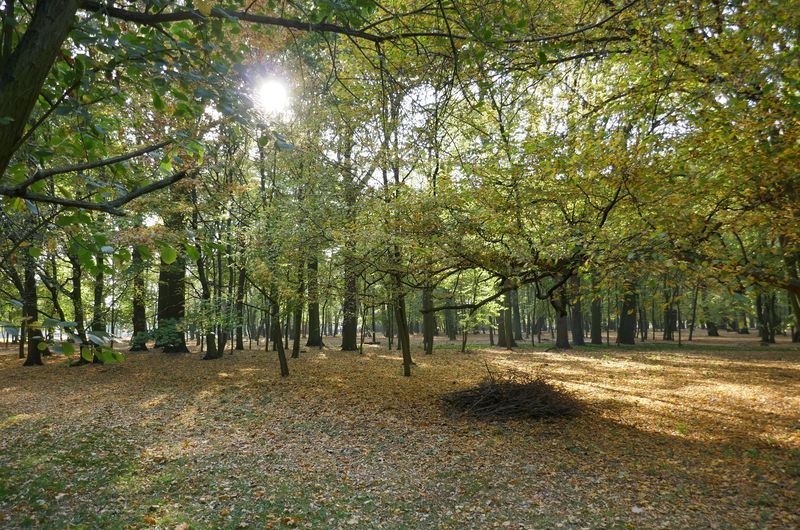 Park Radolińskich w Jarocinie