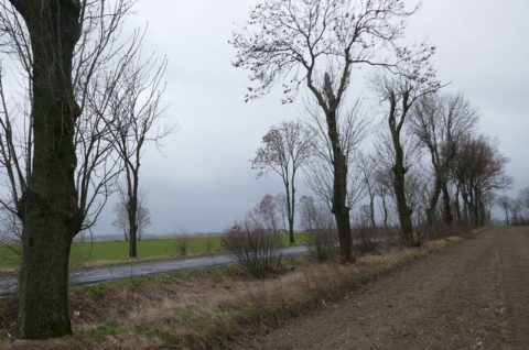 Droga powiatowa nr 5297P Górzno-Gutów - inwentaryzacja dendrologiczna