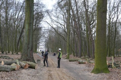 Park Radolińskich w Jarocinie - nadzór chiropterologiczny