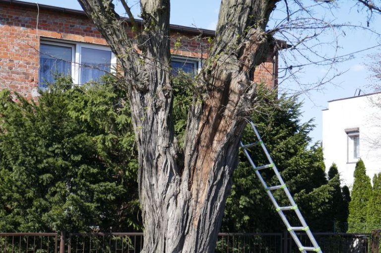 Robinia akacjowa rosnąca przy ulicy Poznańskiej w Dopiewie