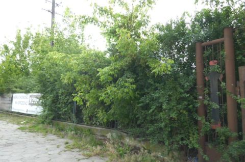 Market budowlany w Swarzędzu - inwentaryzacja dendrologiczna