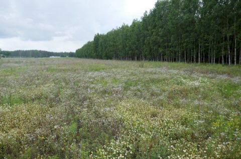 Zakład przetwórstwa drzewnego wraz z infrastrukturą towarzyszącą w Chorzelach - inwentaryzacja przyrodnicza