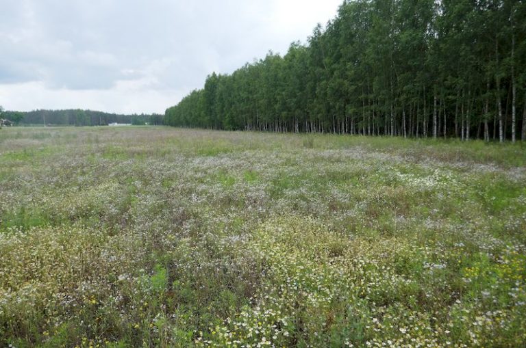 Zakład przetwórstwa drzewnego wraz z infrastrukturą towarzyszącą w Chorzelach