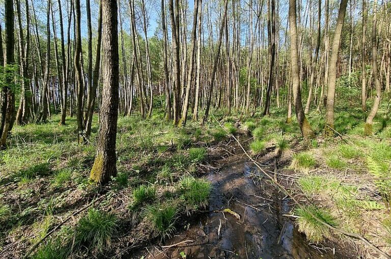 Renaturyzacja mokradła w Leśnictwie Bałdowice (2)