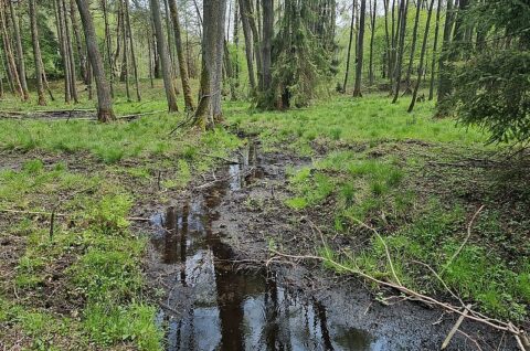 Renaturyzacja mokradła w Leśnictwie Dobra (5) - inwentaryzacja przyrodnicza