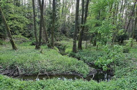 Retencja korytowa w Leśnictwie Bukowina (1) - inwentaryzacja przyrodnicza