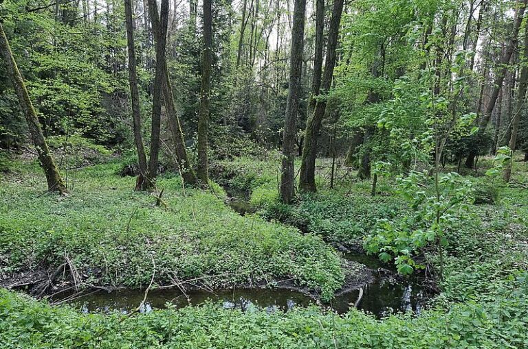 Retencja korytowa w Leśnictwie Bukowina (1)