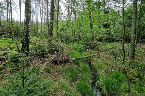 Retencja korytowa w Leśnictwie Międzybórz (3) - inwentaryzacja przyrodnicza