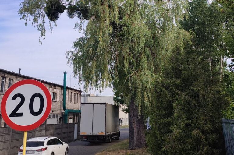 Drzewa rosnące w Bolechowo-Osiedlu
