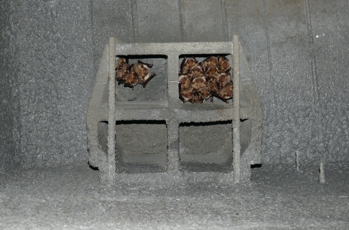Kompensacja chiropterologiczna