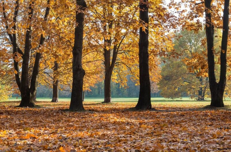 Inwentaryzacja dendrologiczna w parkach przydworskich