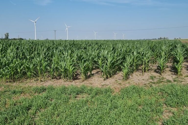 Farma wiatrowa Miłosław