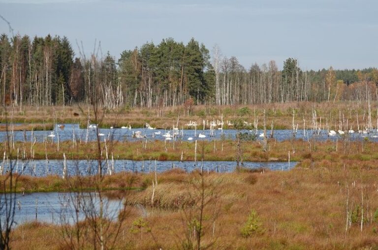 Farma wiatrowa Okonek