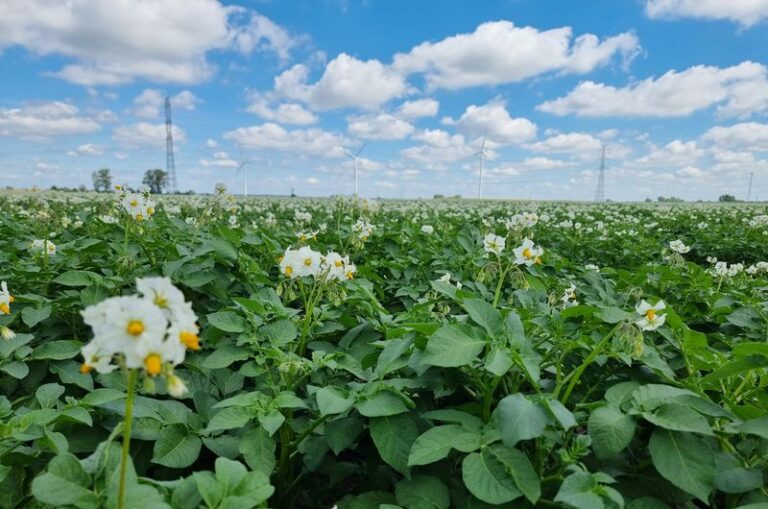 Farma wiatrowa Romanowo