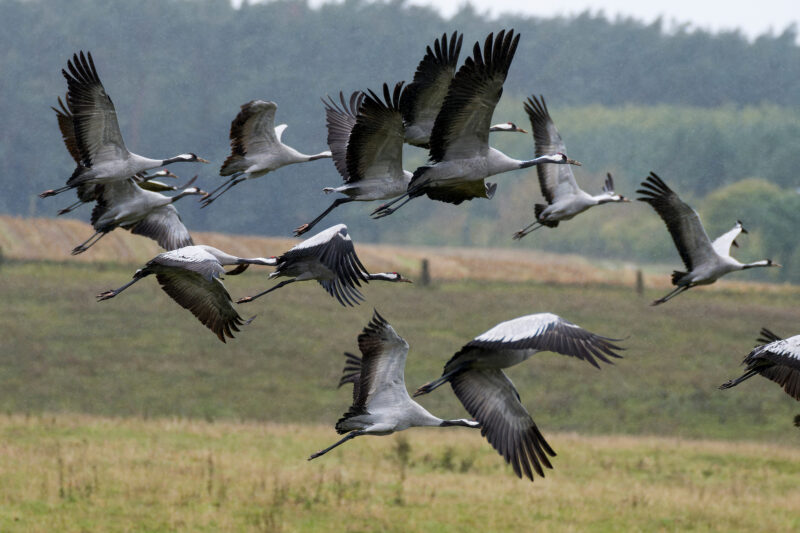 Fotografia przyrodnicza – zdjęcie