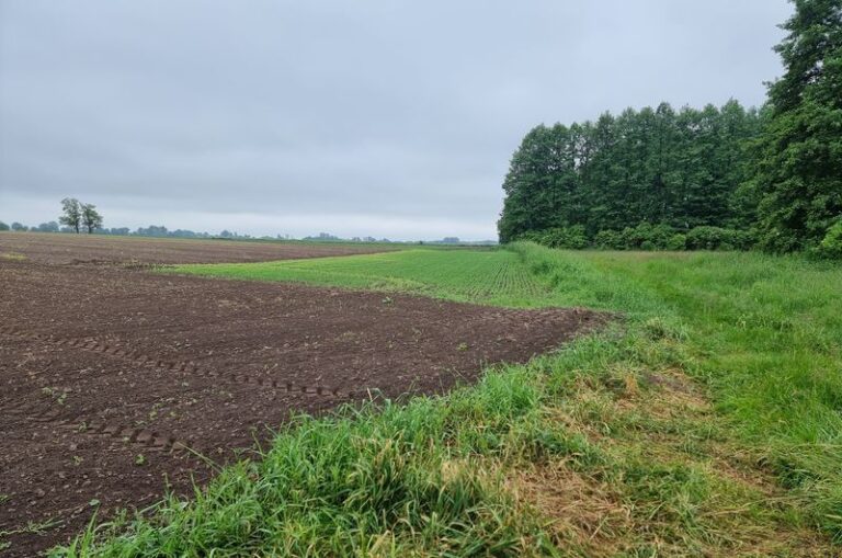 Farma fotowoltaiczna Bralin