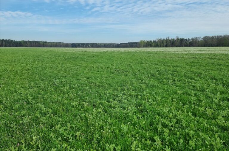 Motorowy tor wyścigowy w&nbsp;Saniach