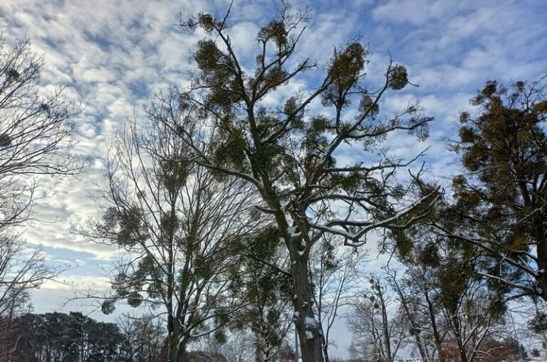 Ulica Golfowa w&nbsp;Trzaskowie