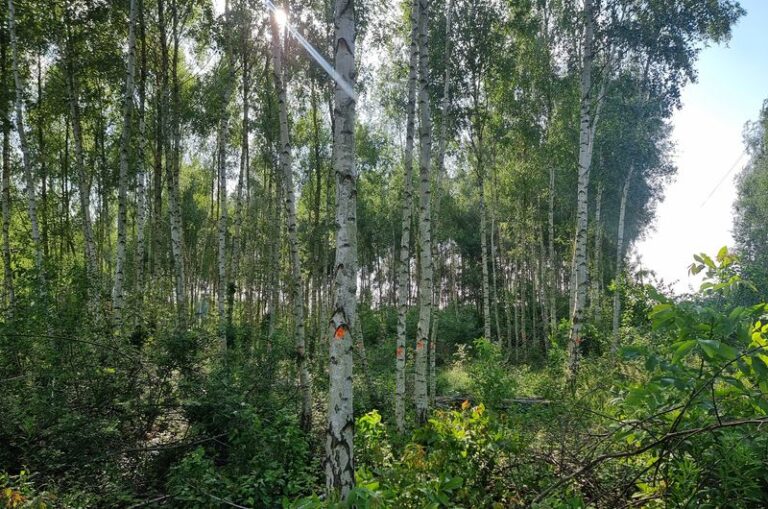 Zespół budynków mieszkalnych jednorodzinnych przy ulicy Bojerowej w&nbsp;Poznaniu